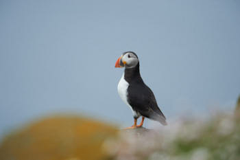 Oiseaux de mer<br>NIKON D4, 850 mm, 720 ISO,  1/2000 sec,  f : 6.7 